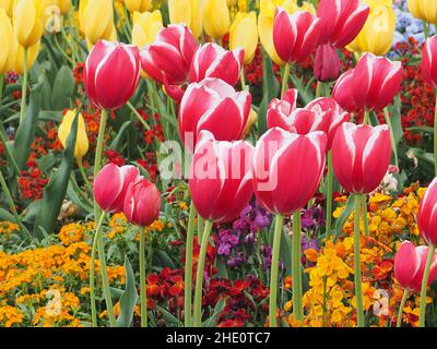Nahaufnahme von bunten holland Tulpen, die in einem Garten wachsen Stockfoto