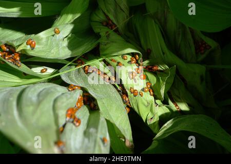 Nahaufnahme eines Bugs Marienkäfer auf den Blättern Stockfoto