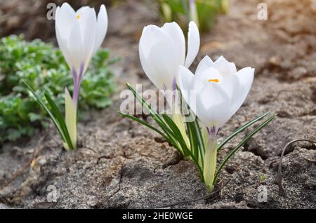 Weiße Frühlingscrocues sind dekorative Blüten, die im frühen Frühjahr aus nächster Nähe blühen. Stockfoto