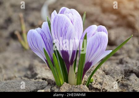 Die im Frühling gestreiften Krokussen sind eine dekorative blühende Pflanze, die im frühen Frühjahr aus nächster Nähe blüht. Stockfoto