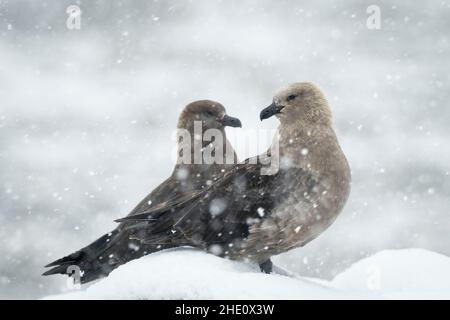 Antarktische Skuas ruhen auf frischem Schneefall. Stockfoto