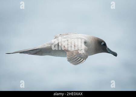 In der Drake-Passage fliegt ein leichter, rußiger Albatros über den südlichen Ozean. Stockfoto