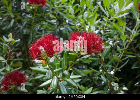 Gemeinsame Sehenswürdigkeiten in Neuseeland: Schöne rote Blüten auf Bäumen wie z.B. Bottelebürste; Poihutukawa Stockfoto