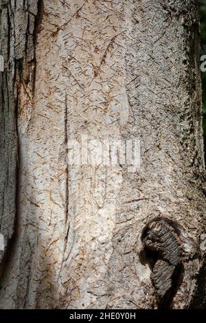 Gemeinsame Sehenswürdigkeiten in Neuseeland: Interessante Baumrinde. Diese sieht aus wie ägyptische Hieroglyphen oder alte Keilschrift. Stockfoto