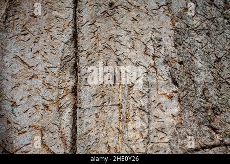 Gemeinsame Sehenswürdigkeiten in Neuseeland: Interessante Baumrinde. Diese sieht aus wie ägyptische Hieroglyphen oder alte Keilschrift. Stockfoto