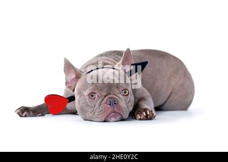 Französischer Bulldog-Hund mit Valentinstag-Amor-Pfeil-Stirnband auf weißem Hintergrund Stockfoto