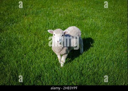 Gemeinsame Sehenswürdigkeiten in Neuseeland: Schafe. Stockfoto