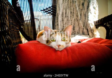 Junge Calico-Katze legt sich auf einen orangefarbenen Stuhl und sonne sich Stockfoto