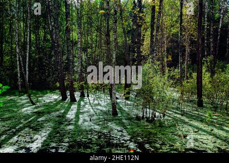 Überwucherter Sumpf im Wald. Natürliche Landschaft Stockfoto