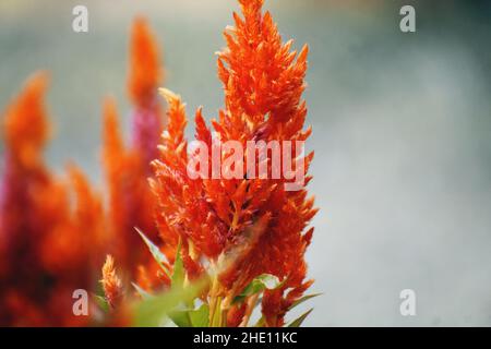 Nahaufnahme einer schönen orangefarbenen Cockscomb-Blume im Garten Stockfoto