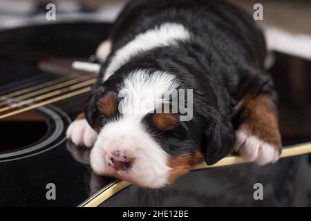 Tri Coloured Mini Bernedoodle Puppy schläft auf der Gitarre Stockfoto