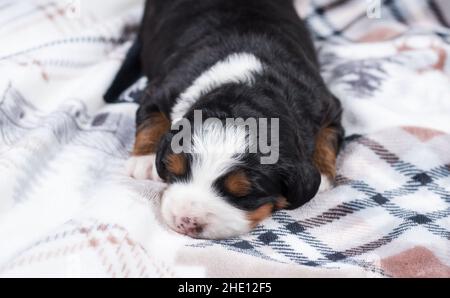 Mini Bernedoodle Puppy schläft auf einer Decke Stockfoto