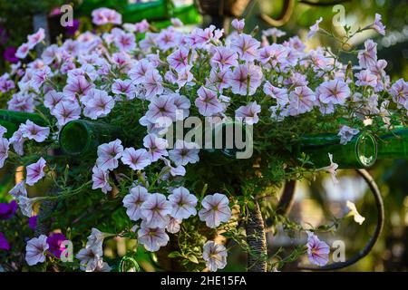 SURFIN ist eine wunderschöne, farbenfrohe Blume, die das ganze Jahr über blüht Stockfoto