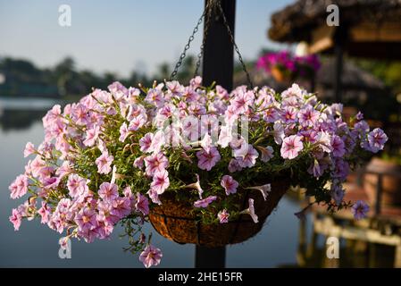 SURFIN ist eine wunderschöne, farbenfrohe Blume, die das ganze Jahr über blüht Stockfoto