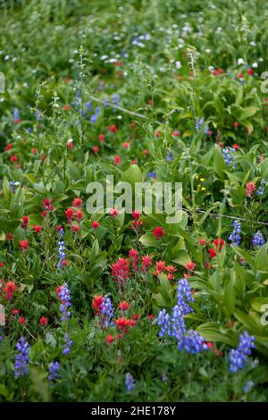 Alpine Wildblumen im Sun Peaks Resort, BC Stockfoto