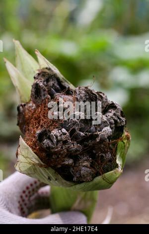 Blasenschmierungen manifestieren sich in Form von pathologischen Neoplasmen galls usarium moniliforme Synonym von F. verticillioides. Fusarium auf dem Cob ist die häufigste Erkrankung an den Ohren. Stockfoto