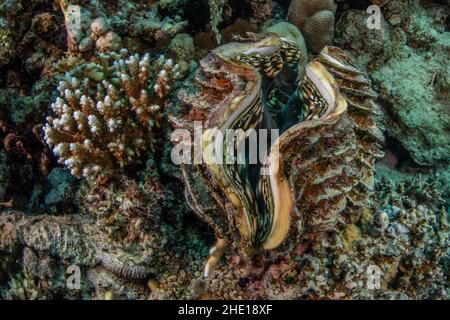 Eine riesige Muschel der Gattung Tridacna auf einem Korallenriff im Roten Meer Ägyptens. Stockfoto