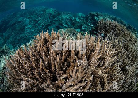 Ein Korallenriff mit Staghornkorallen im Roten Meer vor der Küste von Hurghada, Ägypten. Stockfoto