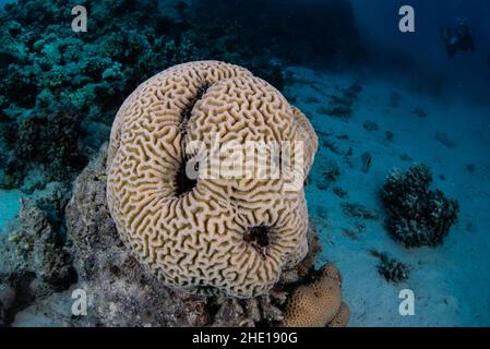 Eine Gehirnkoralle im Roten Meer vor der Küste Ägyptens. Stockfoto