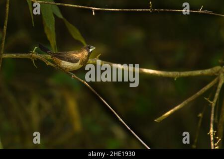 Weißrumpelmunia, Lonchura striata, Vietnam Stockfoto