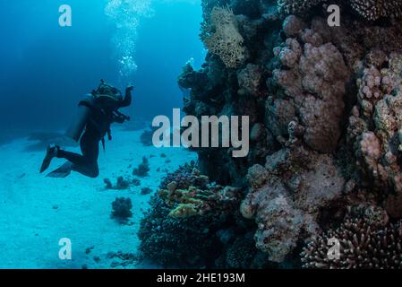 Ein Taucher neben einer Korallenwand im Roten Meer, Ägypten. Stockfoto