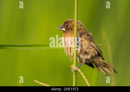 Scaly-breasted Munia, Lonchura punctulata, Vietnam Stockfoto