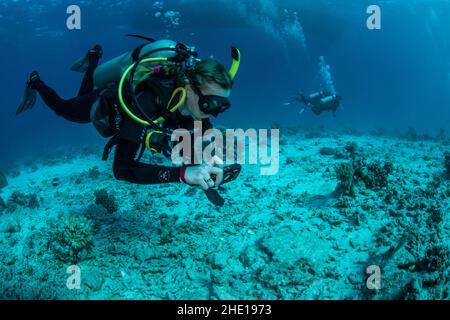 Eine Biologin schwimmt mit einer kleinen Unterwasserkamera in der Hand über den Meeresboden, um im Roten Meer in Ägypten zu dokumentieren. Stockfoto