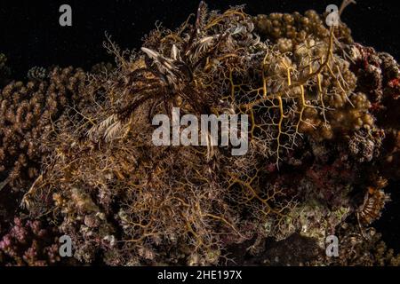 Seelilie und Korbstern (Astroboa nuda) tauchen nachts auf dem Korallenriff im Roten Meer auf. Stockfoto