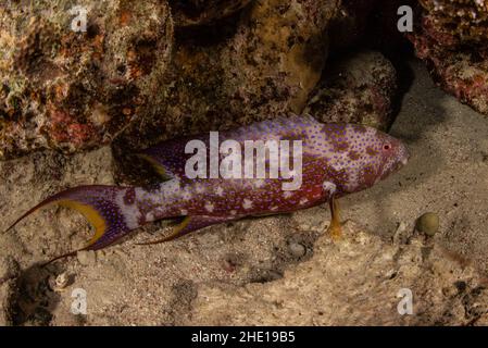 Der Rotmeer-Korallenbarsch (Plectropomus marisrubri) ist ein farbenfroher Fisch aus der Nähe von Hurghada, Ägypten. Stockfoto