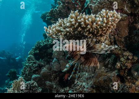 Ein gewöhnlicher Löwenfisch (Pterois Miles), der sich tagsüber im Roten Meer in der Nähe von Hurghada, Ägypten, unter Korallen versteckt.