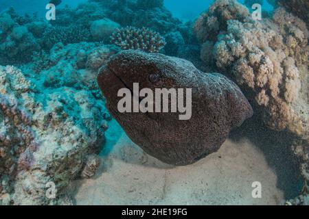 Ein riesiger Muränen-Aal (Gymnothorax javanicus) aus dem Roten Meer in der Nähe von Hurghada, Ägypten. Stockfoto