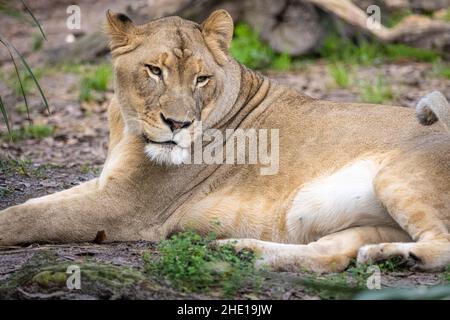 Afrikanische Löwin (Panthera leo) im Jacksonville Zoo and Gardens in Jacksonville, Florida. (USA) Stockfoto