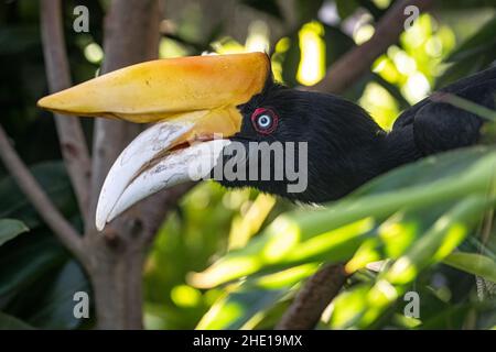 Nashorn Hornbill (Buceros Nashorn) im Jacksonville Zoo and Gardens in Jacksonville, Florida. (USA) Stockfoto