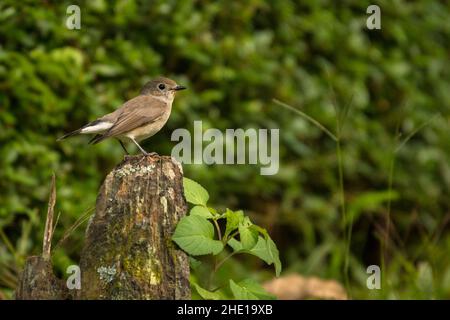 Taiga Flycatcher (Rotkehlchen-Flycatcher) , Ficedula albicilla Stockfoto