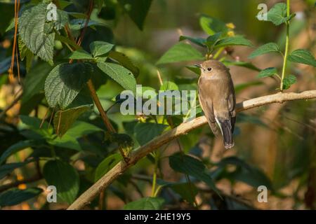 Taiga Flycatcher (Rotkehlchen-Flycatcher) , Ficedula albicilla Stockfoto