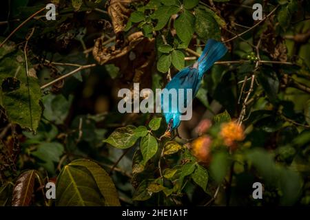 Verditer Flycatcher, Eumyias thalassinus, Vietnam Stockfoto