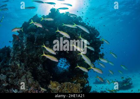 Im Roten Meer, Ägypten, schwimmt ein Schwarm gelbflossener Seefische (Mulloidichthys vanicolensis) vor einer Korallenformation. Stockfoto