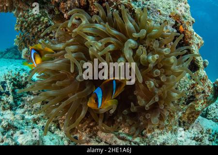 Rotmeer-Clownfische oder zwei gebänderte Anemonefische (Amphiprion bicinctus) sind in der Bubble-Tip-Anemone (Entacmaea quadricolor) in Ägypten zu Hause. Stockfoto