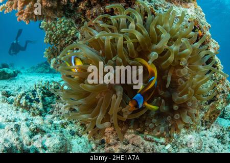 Rotmeer-Clownfische oder zwei gebänderte Anemonefische (Amphiprion bicinctus) sind in der Bubble-Tip-Anemone (Entacmaea quadricolor) in Ägypten zu Hause. Stockfoto