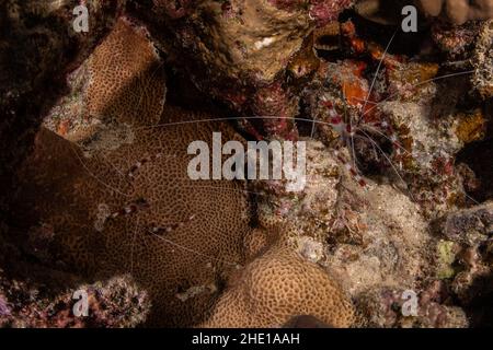 Ein Paar gebänderter sauberer Garnelen (Stenopus hispidus) auf einem Korallenriff im Roten Meer, Ägypten. Stockfoto