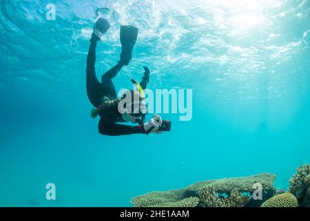 Eine Schnorchelerin tritt unter die Oberfläche und hält eine Kamera in der Hand, die Fotos vom Riff unten im Roten Meer, ägypten, macht. Stockfoto