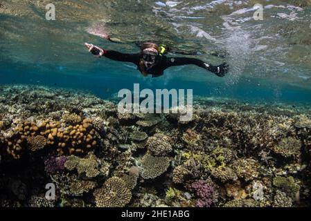 Ein Schnorchler passiert farbenfrohe Korallen im seichten Wasser des Roten Meeres, Ägypten. Stockfoto