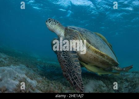 Eine grüne Meeresschildkröte (Chelonia mydas), eine vom Aussterben bedrohte Reptilienart, die sich auf Seegras im Roten Meer, Ägypten, ernährt. Stockfoto