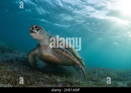 Eine grüne Meeresschildkröte (Chelonia mydas), eine vom Aussterben bedrohte Reptilienart, die sich auf Seegras im Roten Meer, Ägypten, ernährt. Stockfoto