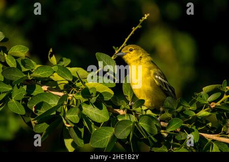 Gewöhnlicher IORA, Aegithina tiphia, Vietnam Stockfoto