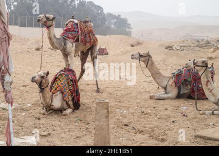 Captive Vieh Dromedarkamele (Camelus dromedarius) verwendet für die Touristen Fahrten in Ägypten. Stockfoto