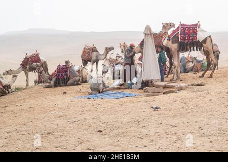 Captive Vieh Dromedarkamele (Camelus dromedarius) verwendet für die Touristen Fahrten in Ägypten. Stockfoto