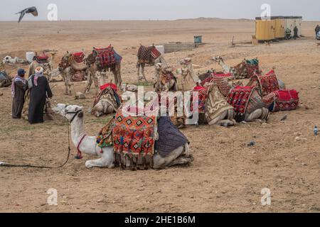 Captive Vieh Dromedarkamele (Camelus dromedarius) verwendet für die Touristen Fahrten in Ägypten. Stockfoto