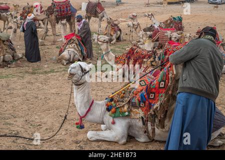 Captive Vieh Dromedarkamele (Camelus dromedarius) verwendet für die Touristen Fahrten in Ägypten. Stockfoto