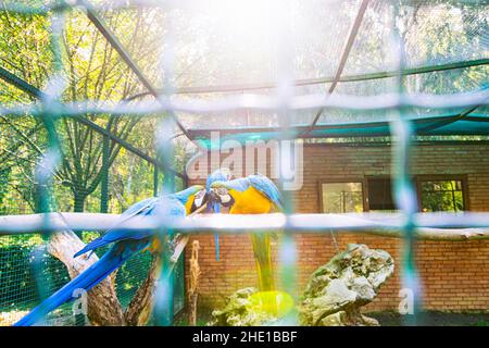 Freundliche Bue und gelbe Ara Papageien 'küssen' im Hintergrund hinter Zaun im Dendrological Park. Republik Georgien Stockfoto